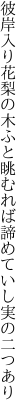 彼岸入り花梨の木ふと眺むれば 諦めていし実の二つあり