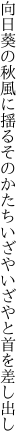 向日葵の秋風に揺るそのかたち いざやいざやと首を差し出し