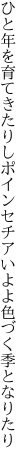 ひと年を育てきたりしポインセチア いよよ色づく季となりたり