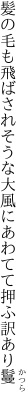 髪の毛も飛ばされそうな大風に あわてて押ふ訳あり鬘