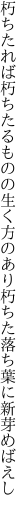 朽ちたれば朽ちたるものの生く方のあり 朽ちた落ち葉に新芽めばえし