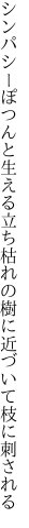 シンパシーぽつんと生える立ち枯れの 樹に近づいて枝に刺される