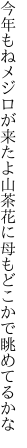 今年もねメジロが来たよ山茶花に 母もどこかで眺めてるかな