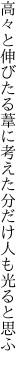 高々と伸びたる葦に考えた 分だけ人も光ると思ふ