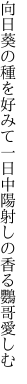 向日葵の種を好みて一日中 陽射しの香る鸚哥愛しむ