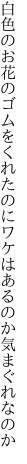 白色のお花のゴムをくれたのに ワケはあるのか気まぐれなのか