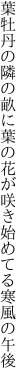 葉牡丹の隣の畝に葉の花が 咲き始めてる寒風の午後