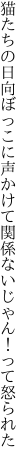 猫たちの日向ぼっこに声かけて 関係ないじゃん！って怒られた