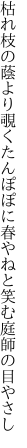 枯れ枝の蔭より覗くたんぽぽに 春やねと笑む庭師の目やさし