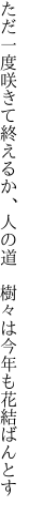 ただ一度咲きて終えるか、人の道  樹々は今年も花結ばんとす
