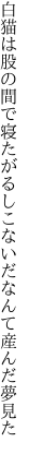 白猫は股の間で寝たがるし こないだなんて産んだ夢見た