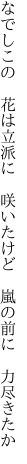 なでしこの 花は立派に 咲いたけど  嵐の前に 力尽きたか