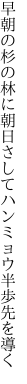 早朝の杉の林に朝日さして ハンミョウ半歩先を導く