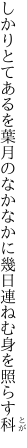 しかりとてあるを葉月のなかなかに 幾日連ねむ身を照らす科