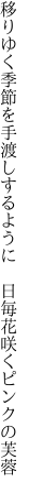 移りゆく季節を手渡しするように  日毎花咲くピンクの芙蓉