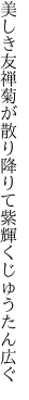 美しき友禅菊が散り降りて 紫輝くじゅうたん広ぐ