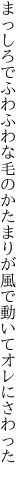 まっしろでふわふわな毛のかたまりが 風で動いてオレにさわった