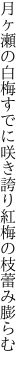 月ヶ瀬の白梅すでに咲き誇り 紅梅の枝蕾み膨らむ