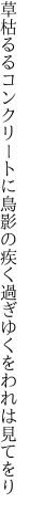 草枯るるコンクリートに鳥影の 疾く過ぎゆくをわれは見てをり