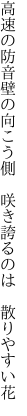 高速の防音壁の向こう側  咲き誇るのは 散りやすい花