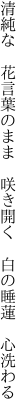 清純な　花言葉のまま　咲き開く 　白の睡蓮　心洗わる