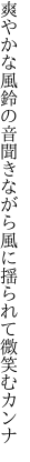 爽やかな風鈴の音聞きながら 風に揺られて微笑むカンナ