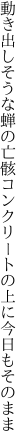 動き出しそうな蝉の亡骸 コンクリートの上に今日もそのまま