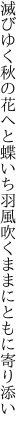 滅びゆく秋の花へと蝶いち羽 風吹くままにともに寄り添い