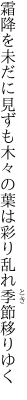 霜降を未だに見ずも木々の葉は 彩り乱れ季節移りゆく