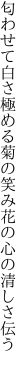 匂わせて白さ極める菊の笑み 花の心の清しさ伝う