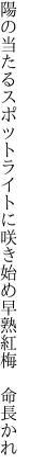 陽の当たるスポットライトに咲き始め 早熟紅梅　命長かれ