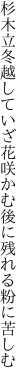 杉木立冬越していざ花咲かむ 後に残れる粉に苦しむ