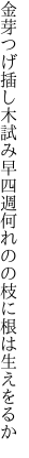 金芽つげ插し木試み早四週 何れのの枝に根は生えをるか