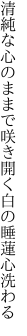 清純な心のままで咲き開く 白の睡蓮心洗わる