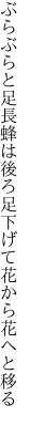 ぶらぶらと足長蜂は後ろ足 下げて花から花へと移る