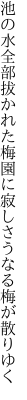 池の水全部拔かれた梅園に 寂しさうなる梅が散りゆく