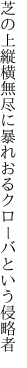 芝の上縦横無尽に暴れおる クローバという侵略者