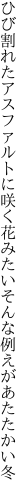 ひび割れたアスファルトに咲く花みたい そんな例えがあたたかい冬