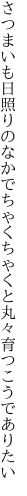 さつまいも日照りのなかでちゃくちゃくと 丸々育つこうでありたい