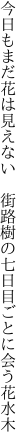 今日もまだ花は見えない　街路樹の 七日目ごとに会う花水木