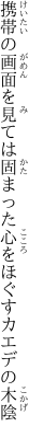 携帯の画面を見ては固まった 心をほぐすカエデの木陰