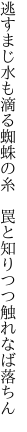 逃すまじ水も滴る蜘蛛の糸　 罠と知りつつ触れなば落ちん