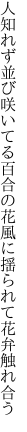 人知れず並び咲いてる百合の花 風に揺られて花弁触れ合う