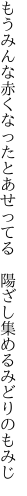 もうみんな赤くなったとあせってる　 陽ざし集めるみどりのもみじ