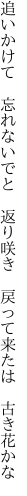 追いかけて 忘れないでと 返り咲き  戻って来たは 古き花かな