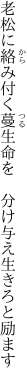 老松に絡み付く蔓生命を 　分け与え生きろと励ます