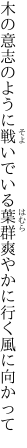 木の意志のように戦いでいる葉群 爽やかに行く風に向かって