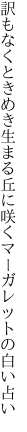 訳もなくときめき生まる丘に咲く マーガレットの白い占い