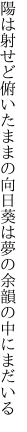 陽は射せど俯いたままの向日葵は 夢の余韻の中にまだいる