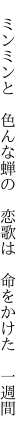 　ミンミンと　色んな蝉の　恋歌は 　命をかけた　一週間